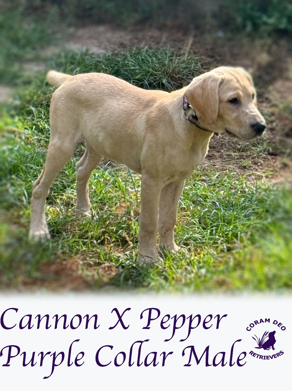 cdrcannonxpepper8 27 24purplecollarmale1