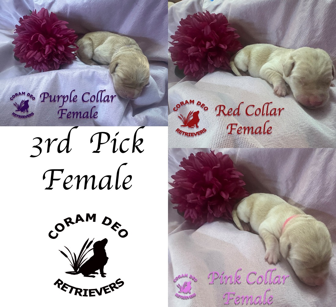 cdrnailsxshady6 26 26thirdpickfemale2 sm sq