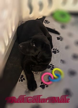 artisan1 15redcollar2sm