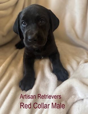 artisan11 2redcollar2sm20