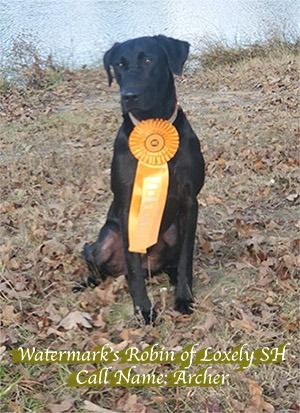 watermark srobinofloxely archer sm 800 600 80 c