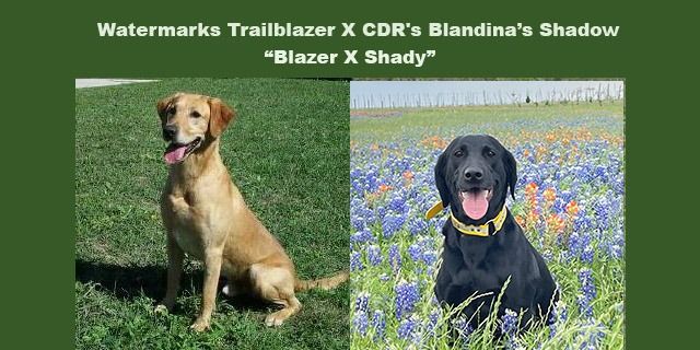 blazerandshady  