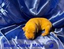 bnsbluecollarmale1 26 24small  