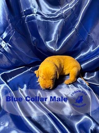 bnsbluecollarmale1 26 24small  