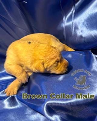 bnsbrowncollarmale126 24samall  