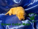 bnsgreencollarmale1 26 24small  