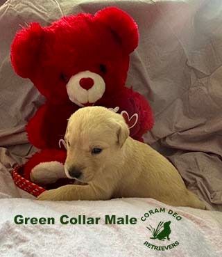 bnsgreencollarmale2 9 24sm  