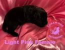 bnslightpinkfemale1 26 24small  