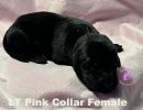 bnsltpinkcollar19 24 sm  