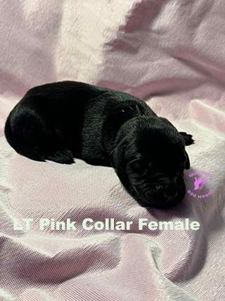 bnsltpinkcollar19 24 sm  