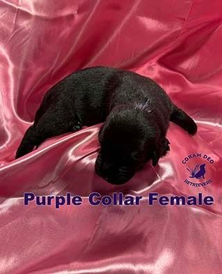 bnspurplecollar1 26 24small  