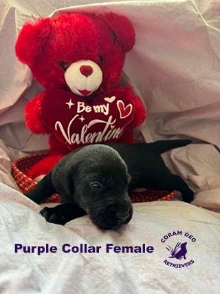 bnspurplecollarfemale2 9 24sm  