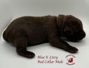 cdrbluexlizzyredcollarmale58 24