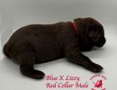 cdrbluexlizzyredcollarmale5 28 24