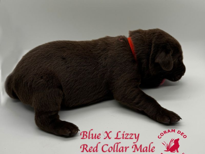 cdrbluexlizzyredcollarmale5 28 24