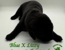 xdrbluexlizzygreencollarmale5 18