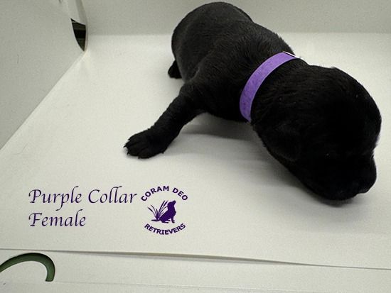 mallardxrose3 8purplecollarfemale2