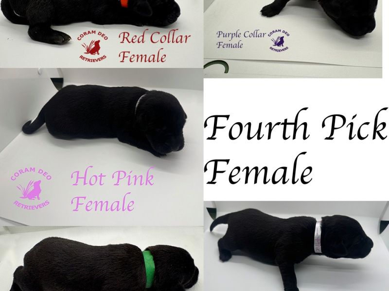 mallardxrose3 8fourthpickfemale