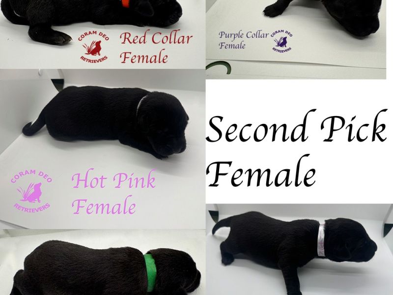 mallardxrose3 8secondpickfemale