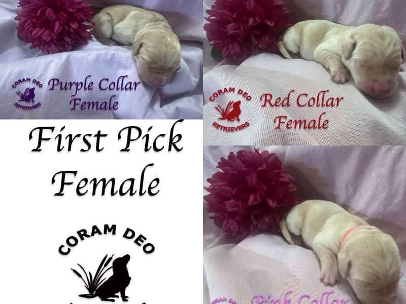 cdrnailsxshady6firstpickfemale s2m sq