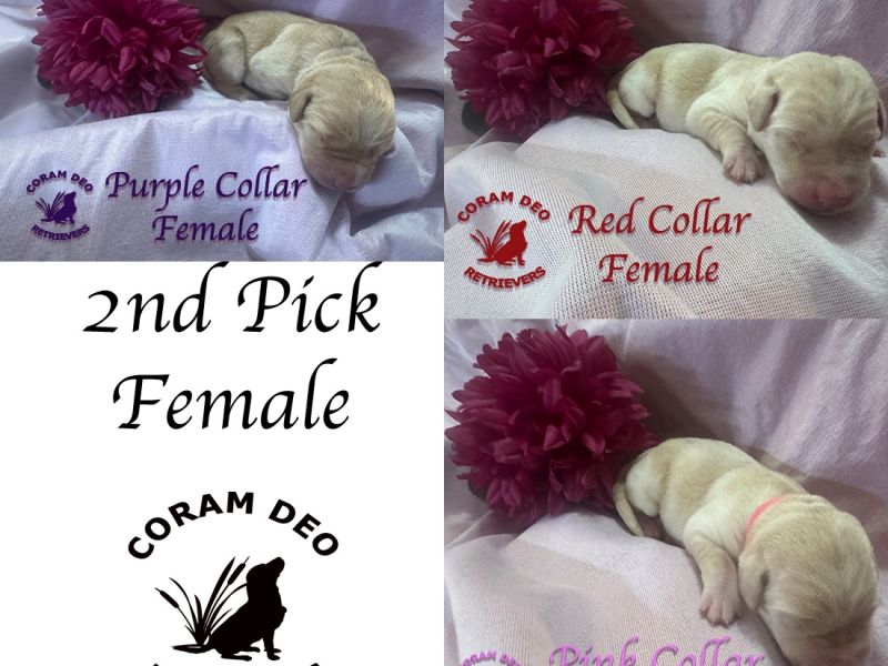cdrnailsxshady666secondpickfemalesm