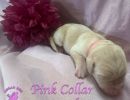 cdrnailsxshadypinkfemale5 26 26