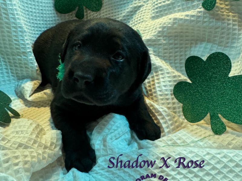 shadowsxrose3 14purplecollardemale1