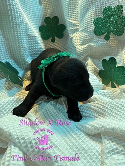 shadowxrose3 14pinkcollarfemale2