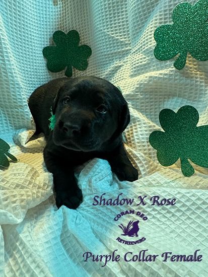 shadowxrose3 24ignite