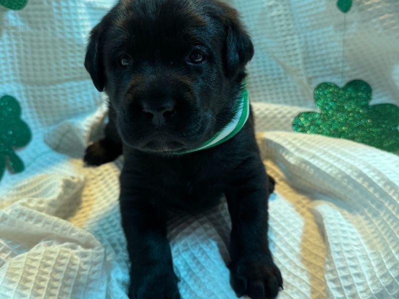 shadowxrosebluecollarmale3 14