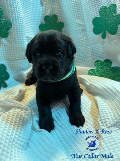 shadowxrosebluecollarmale3 14 ignite