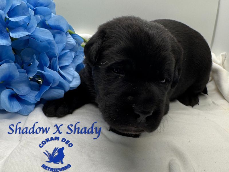 shadowxroswe3 8bluecollarmale2